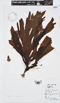 Stypopodium multipartitum image