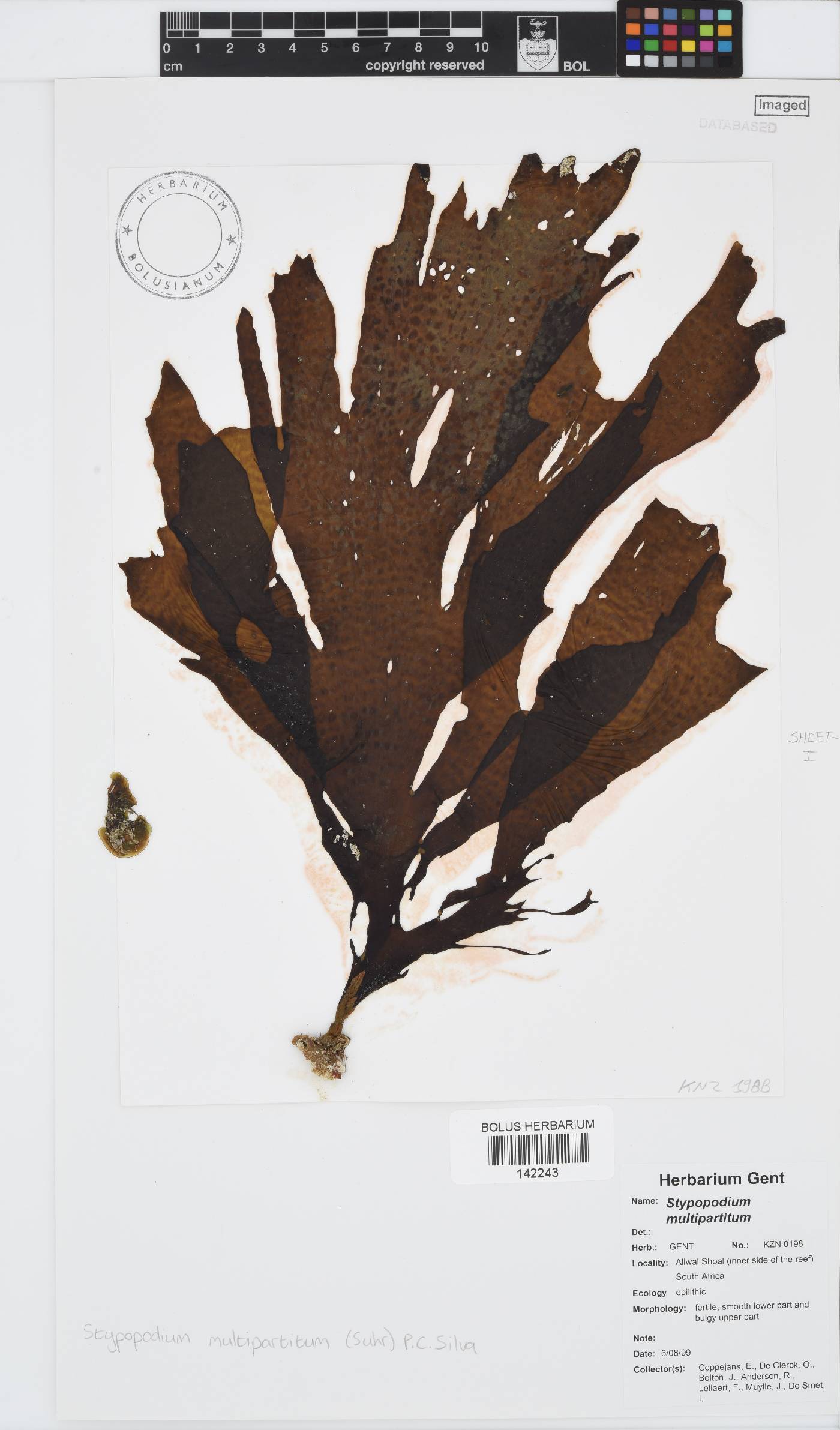 Stypopodium multipartitum image