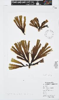 Stypopodium multipartitum image