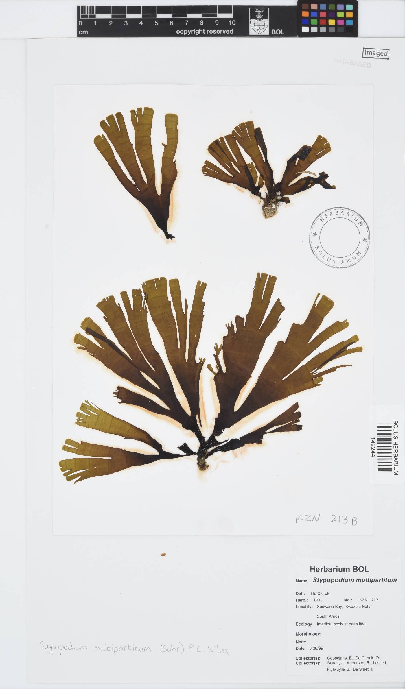 Stypopodium multipartitum image