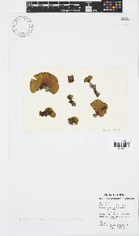 Stypopodium multipartitum image