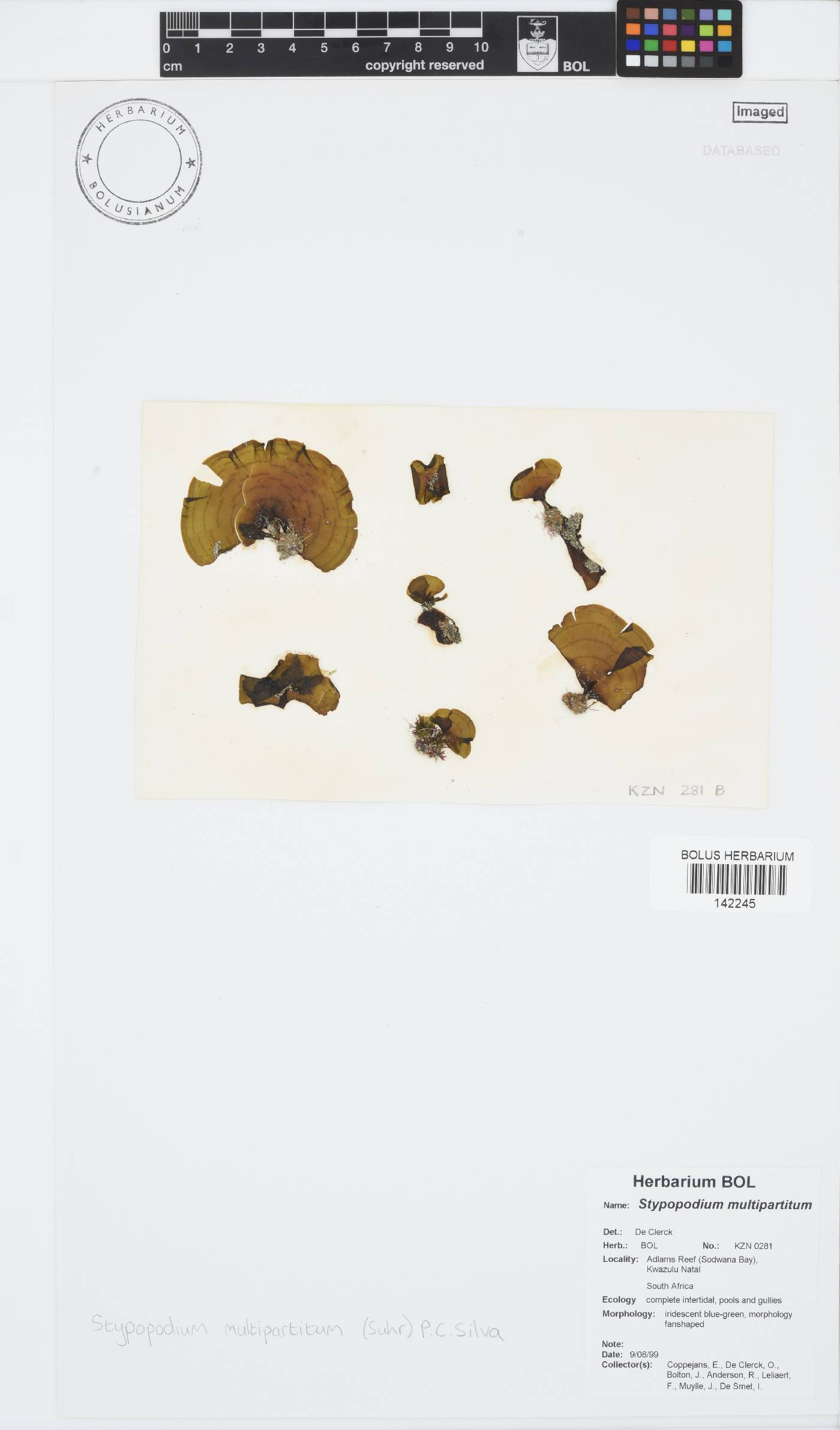 Stypopodium multipartitum image
