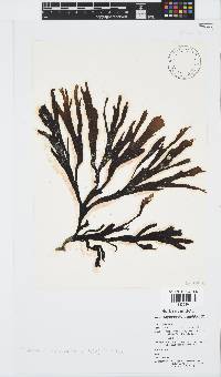 Stypopodium multipartitum image