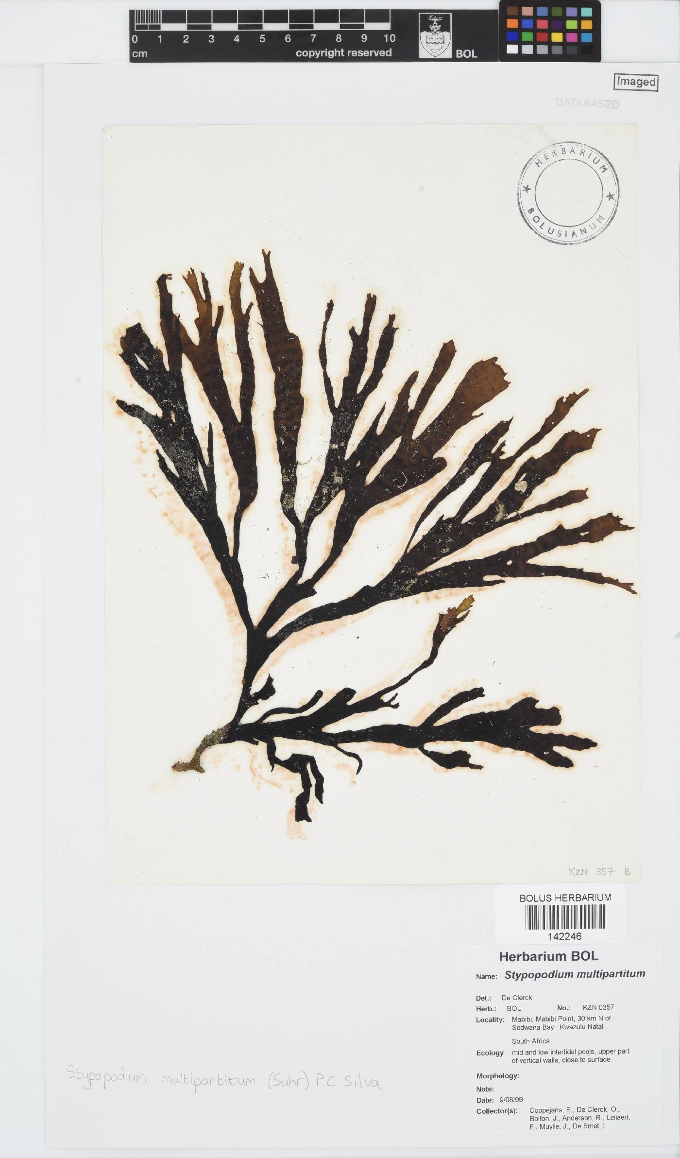 Stypopodium multipartitum image