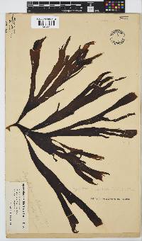 Stypopodium multipartitum image