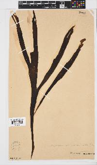 Stypopodium multipartitum image