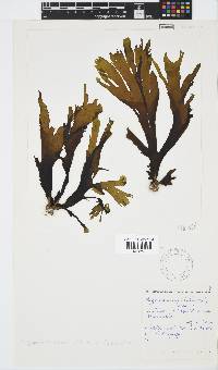 Stypopodium zonale image