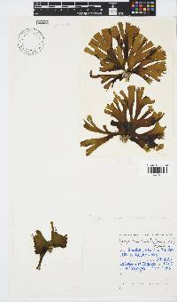 Stypopodium zonale image