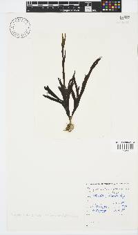 Stypopodium zonale image
