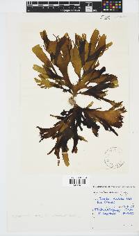 Stypopodium zonale image