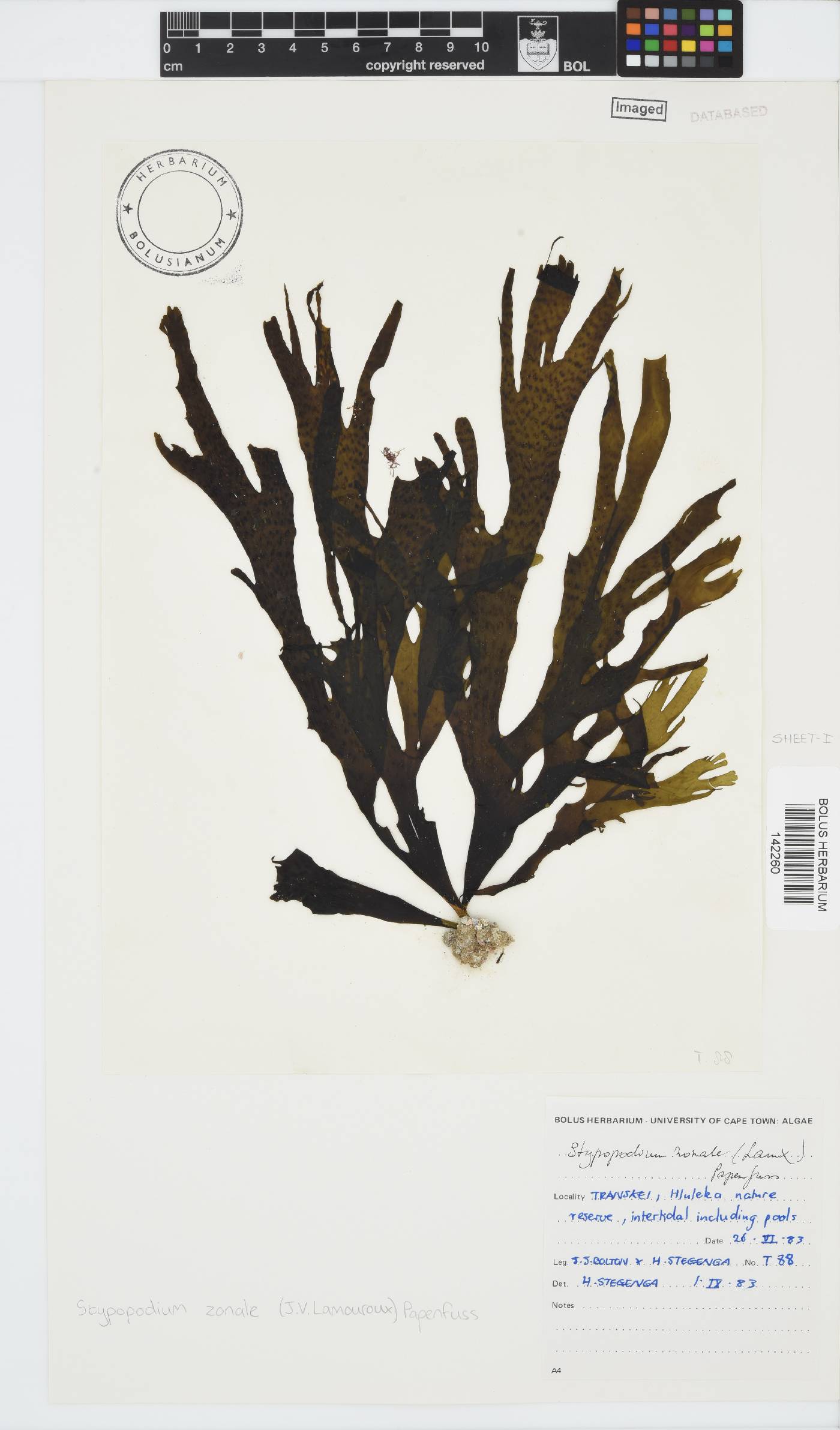 Stypopodium image
