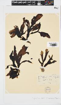 Stypopodium zonale image