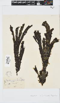 Stypopodium zonale image
