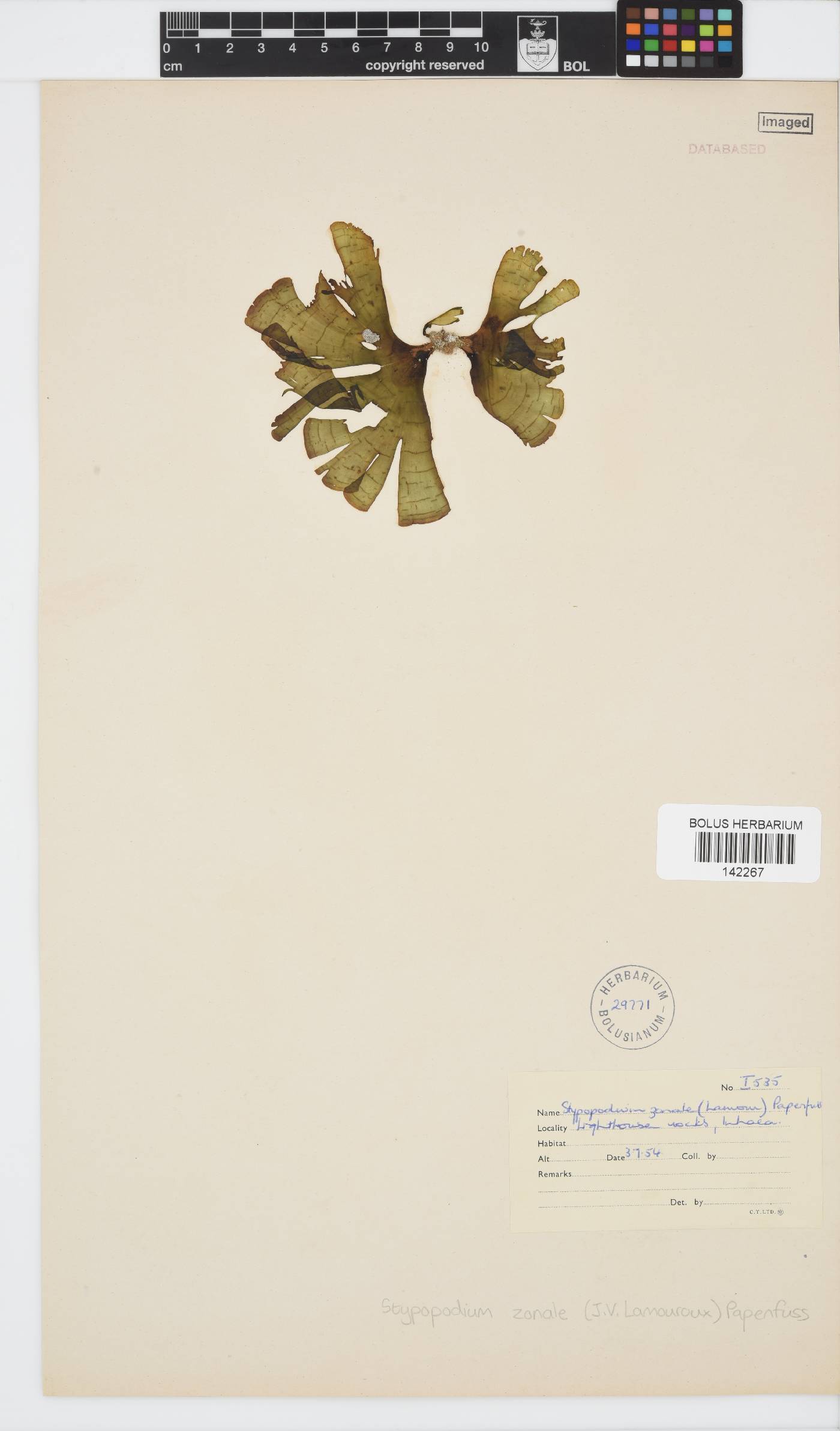 Stypopodium zonale image