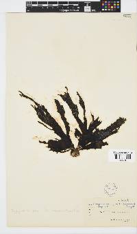 Stypopodium zonale image