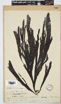 Stypopodium zonale image