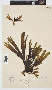 Stypopodium zonale image
