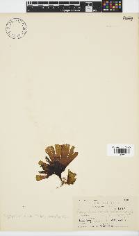 Stypopodium zonale image