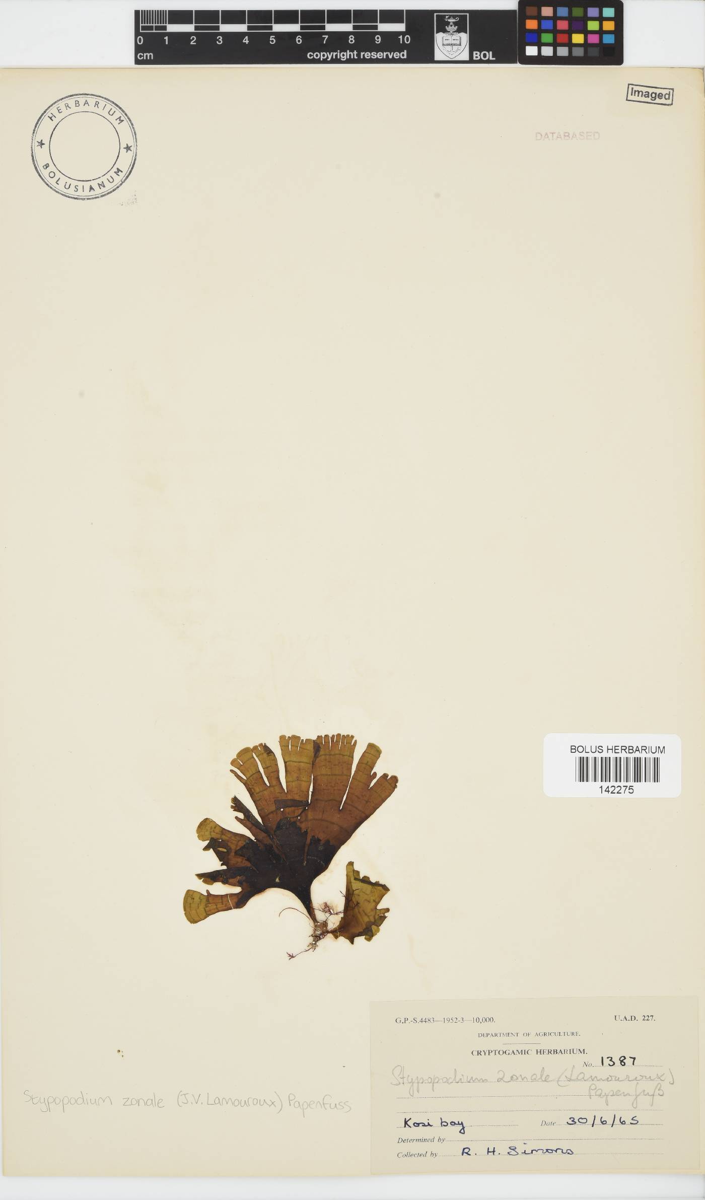 Stypopodium zonale image