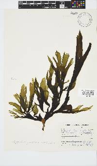 Stypopodium zonale image
