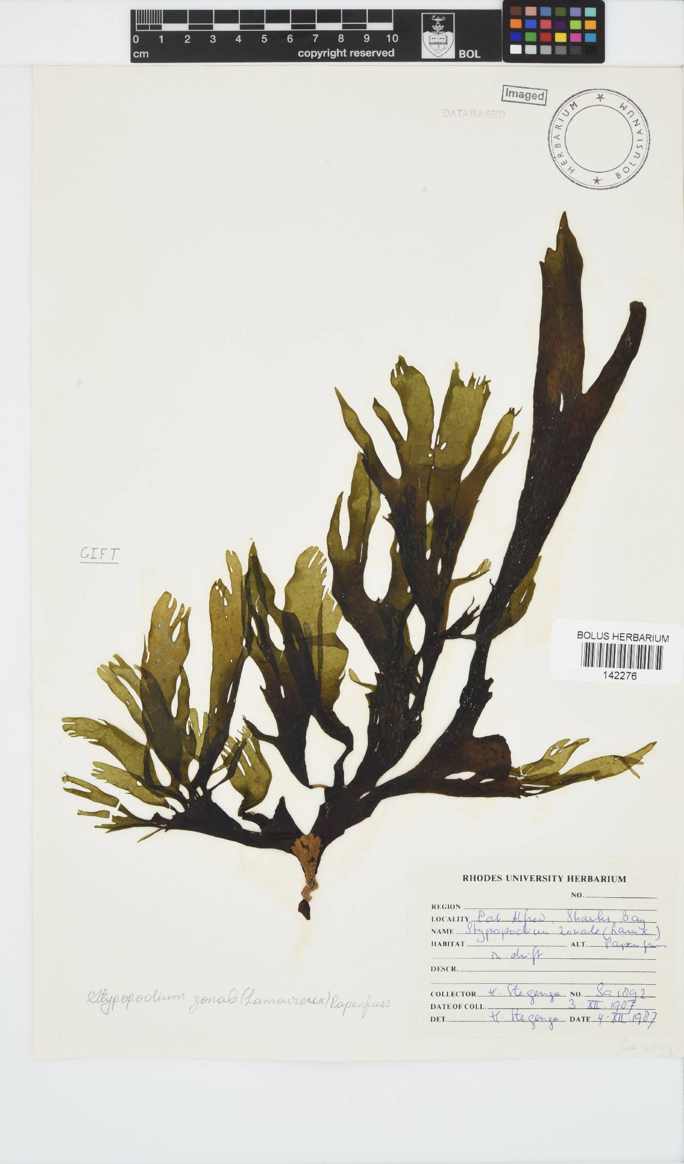Stypopodium zonale image