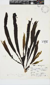 Stypopodium zonale image