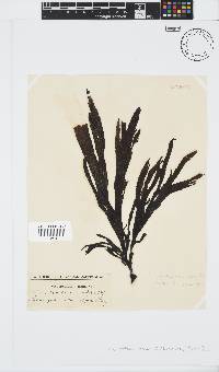 Stypopodium zonale image