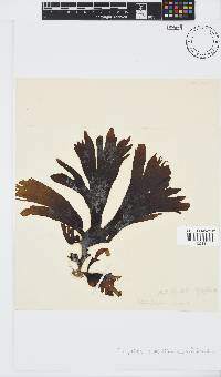 Stypopodium zonale image