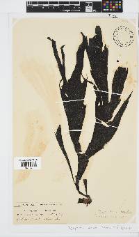 Stypopodium zonale image
