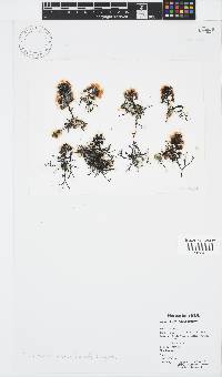 Turbinaria ornata image