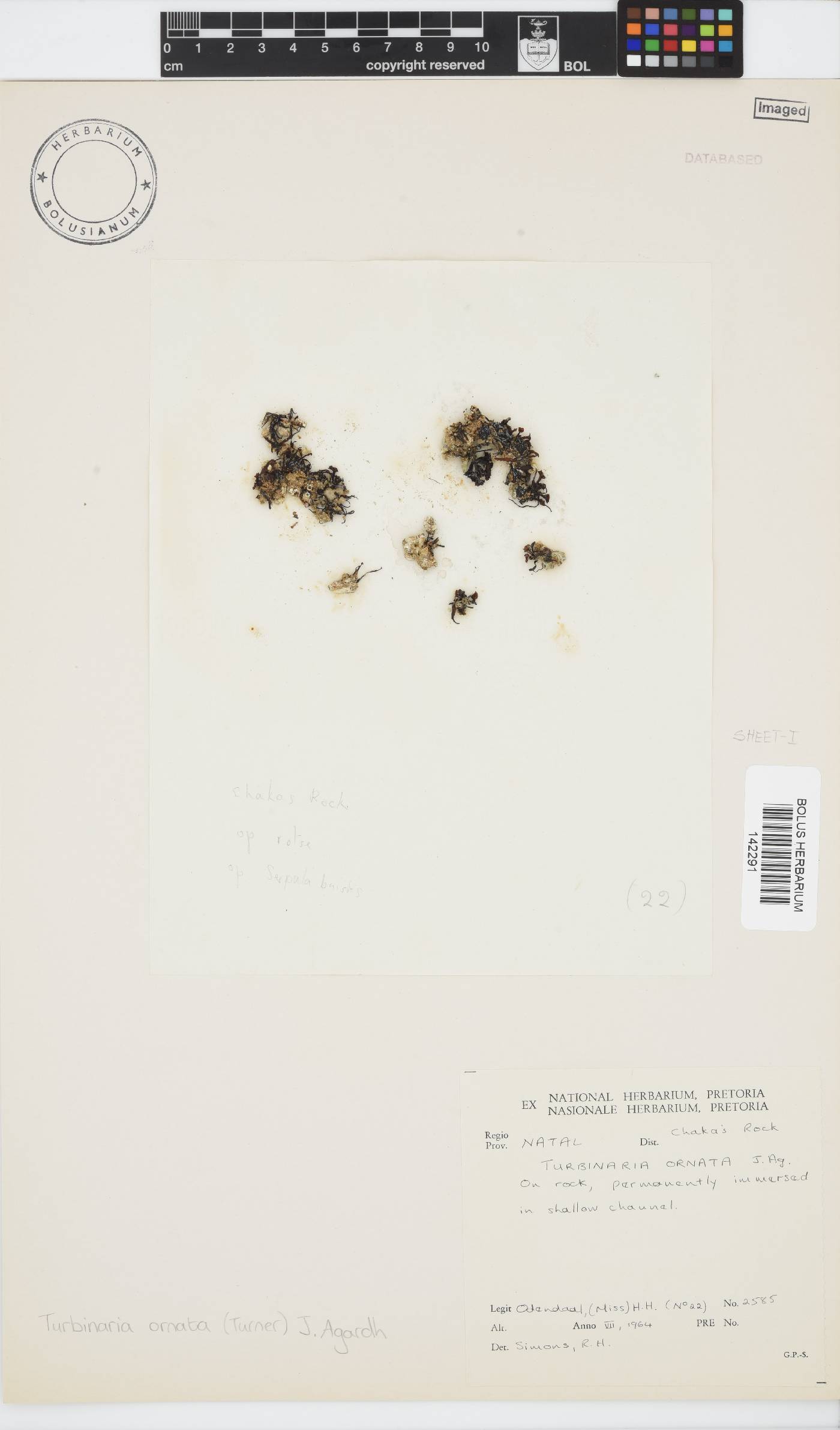 Turbinaria ornata image