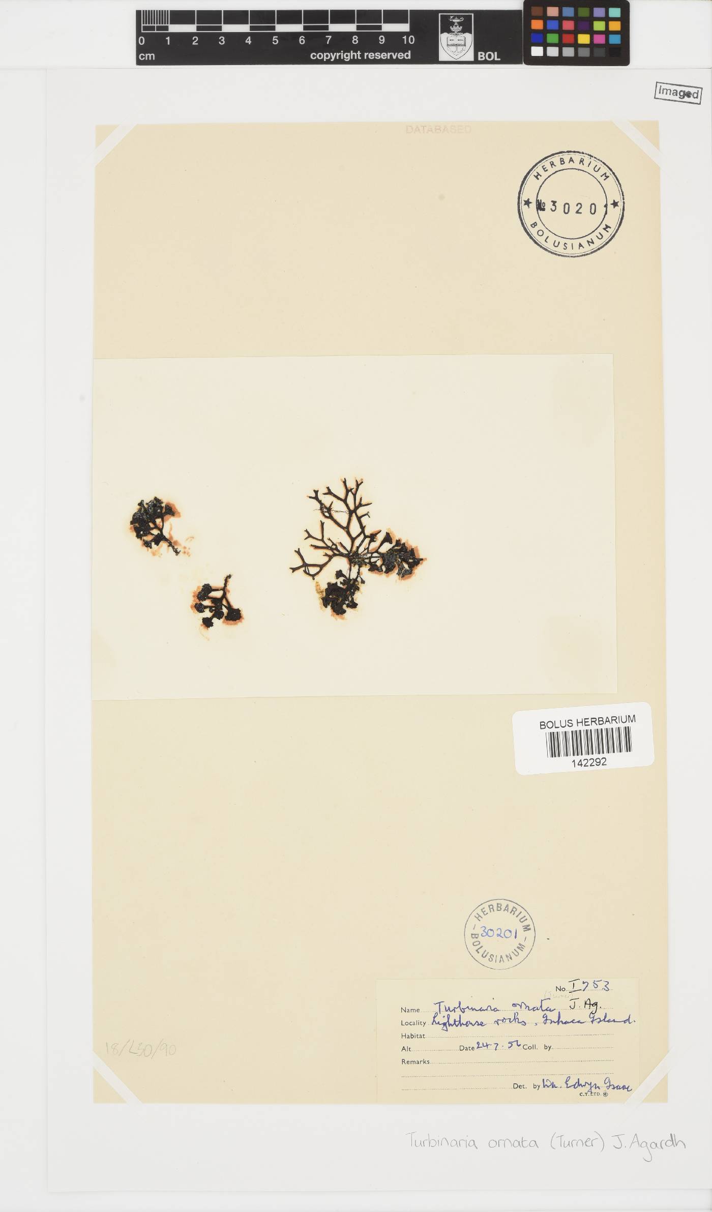Turbinaria ornata image