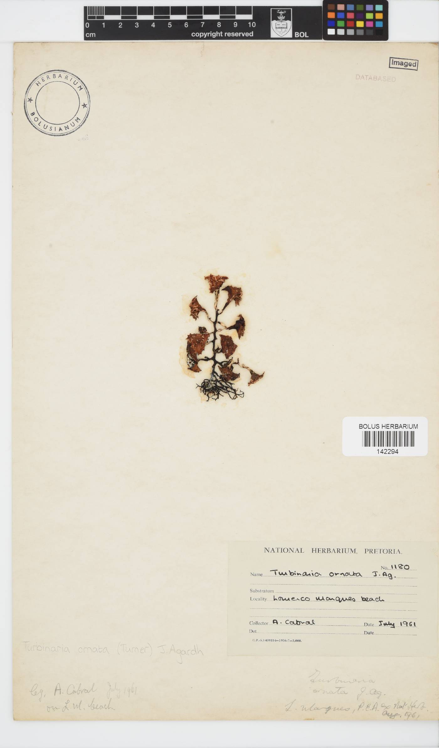 Turbinaria ornata image