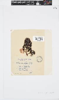 Image of Turbinaria vulgaris