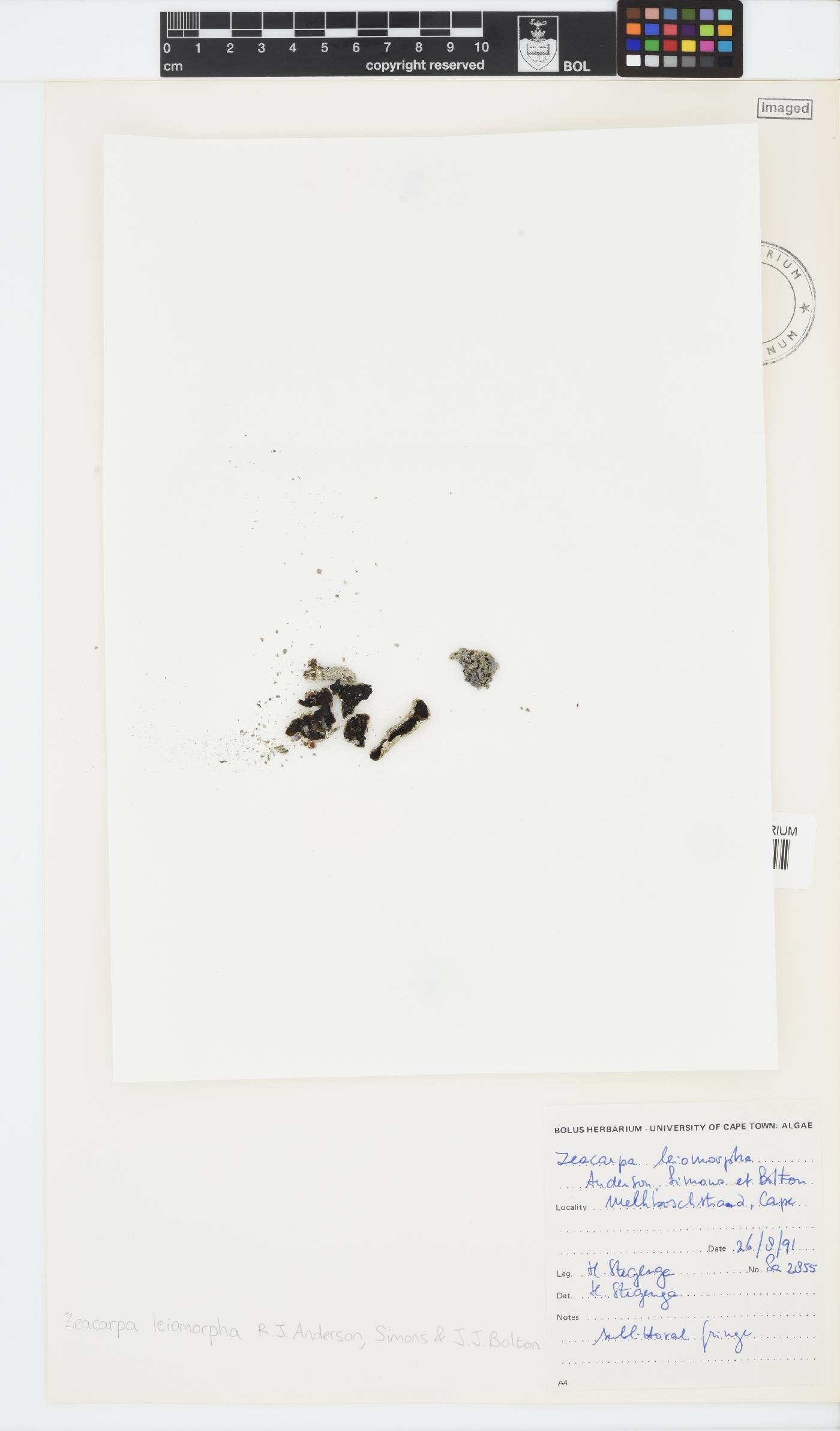 Zeacarpa leiomorpha image