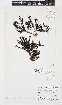 Zonaria subarticulata image
