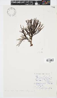 Zonaria subarticulata image