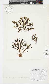 Zonaria subarticulata image