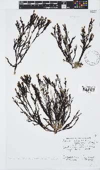 Zonaria subarticulata image