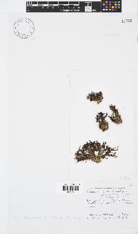 Zonaria subarticulata image