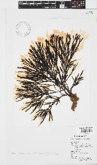 Zonaria subarticulata image