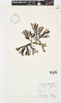 Zonaria subarticulata image