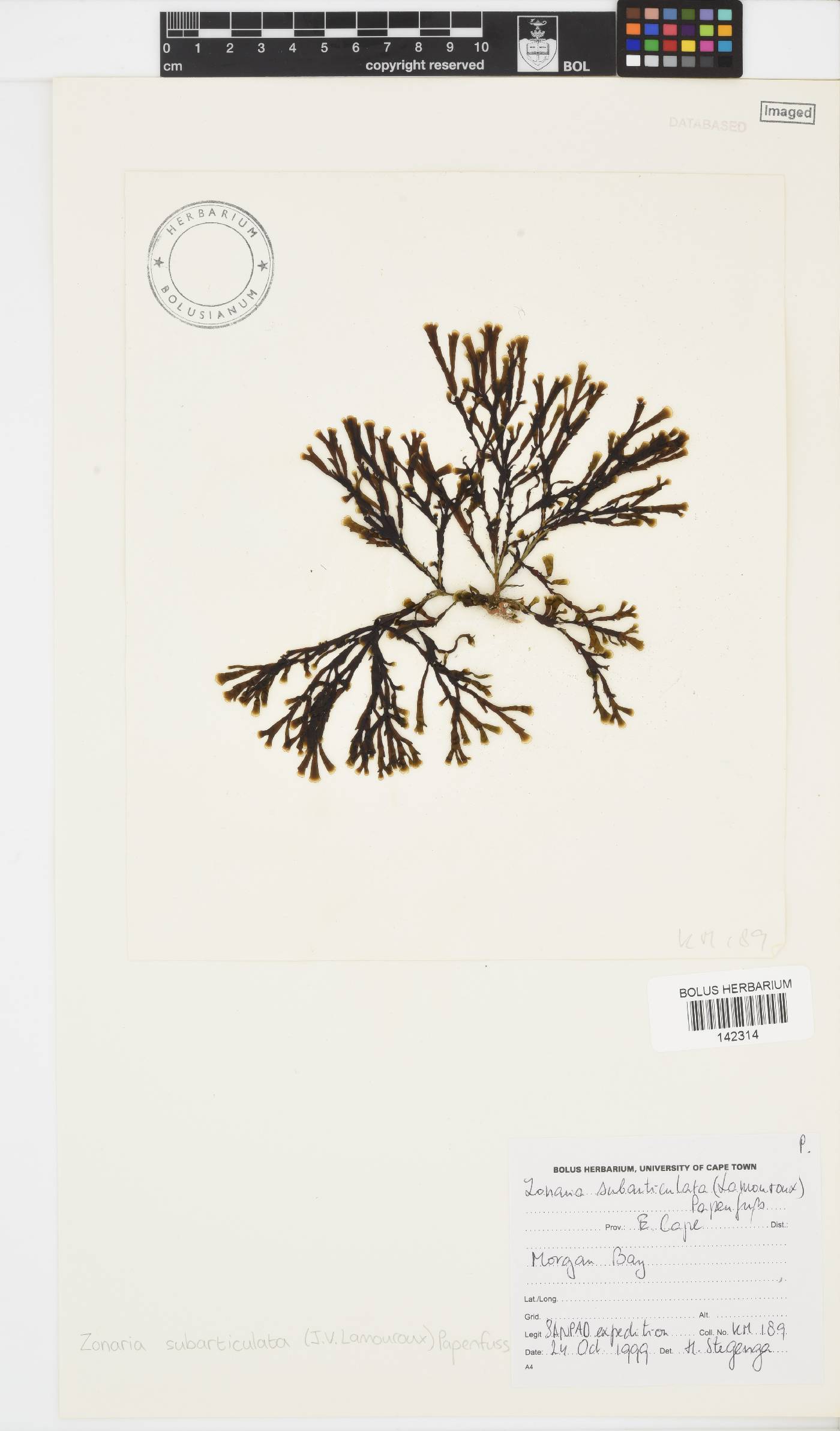 Dictyotaceae image
