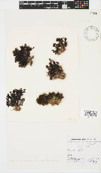 Zonaria subarticulata image