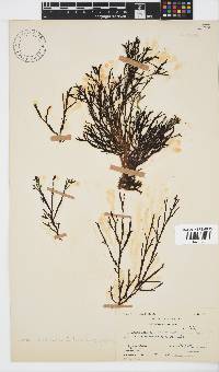 Zonaria subarticulata image