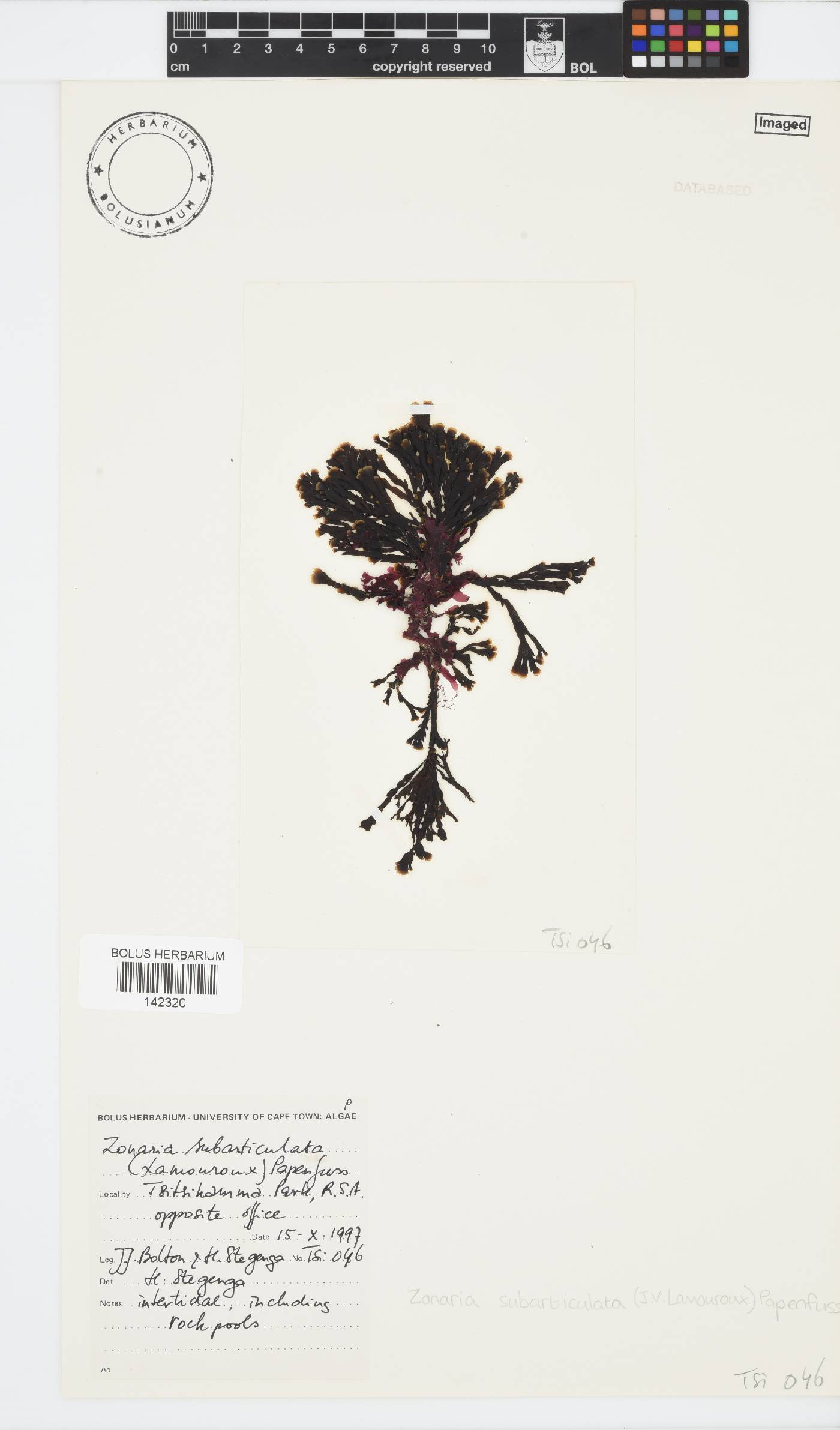 Zonaria subarticulata image