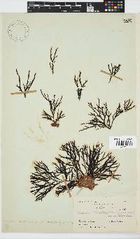 Zonaria subarticulata image