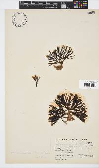 Zonaria subarticulata image