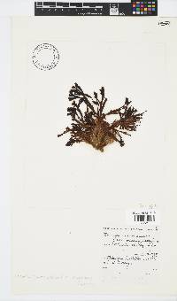 Zonaria subarticulata image