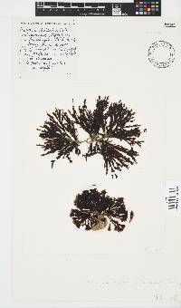 Zonaria subarticulata image
